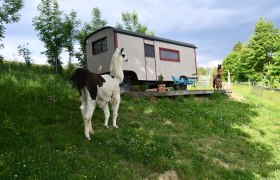 Leopold-der Lamahütewagen, © lamawanderland